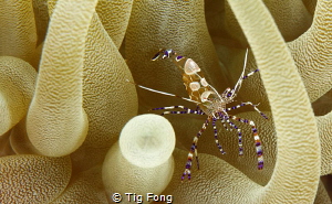 Coleman Shrimp in Giant Anemone by Tig Fong 